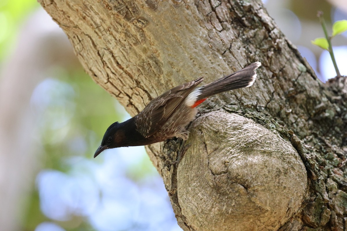 Red-vented Bulbul - ML618620698