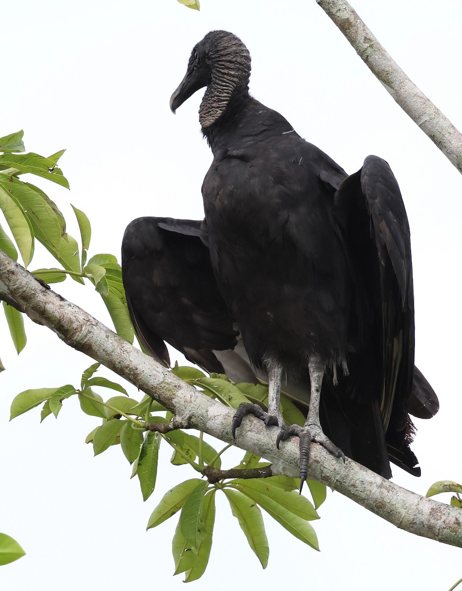 Black Vulture - Sally Veach