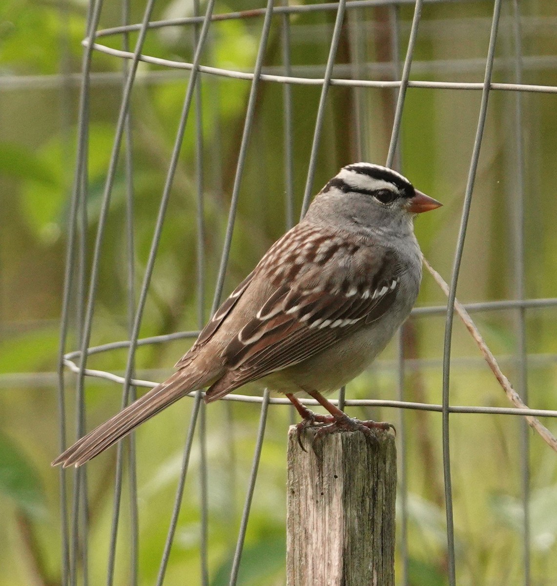 White-crowned Sparrow - ML618620708