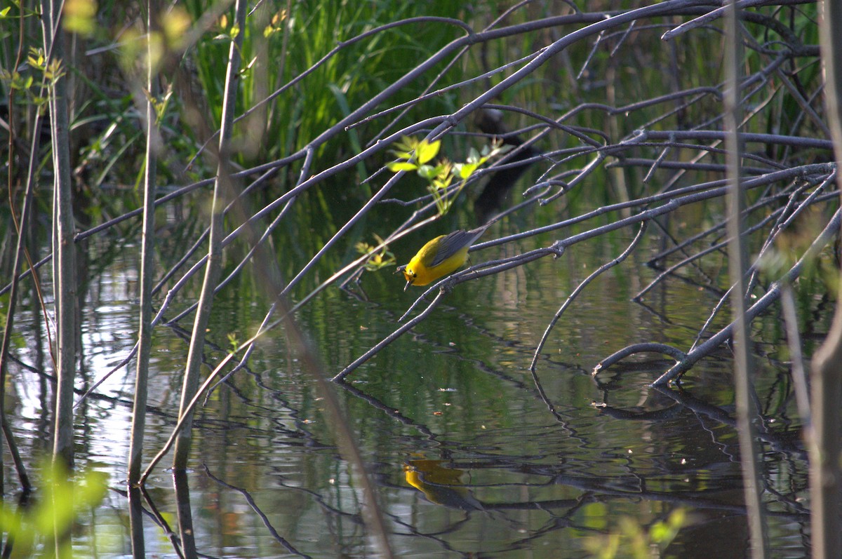 Prothonotary Warbler - ML618620718