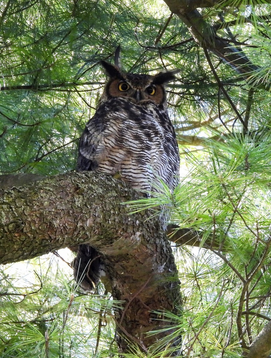 Great Horned Owl - ML618620719