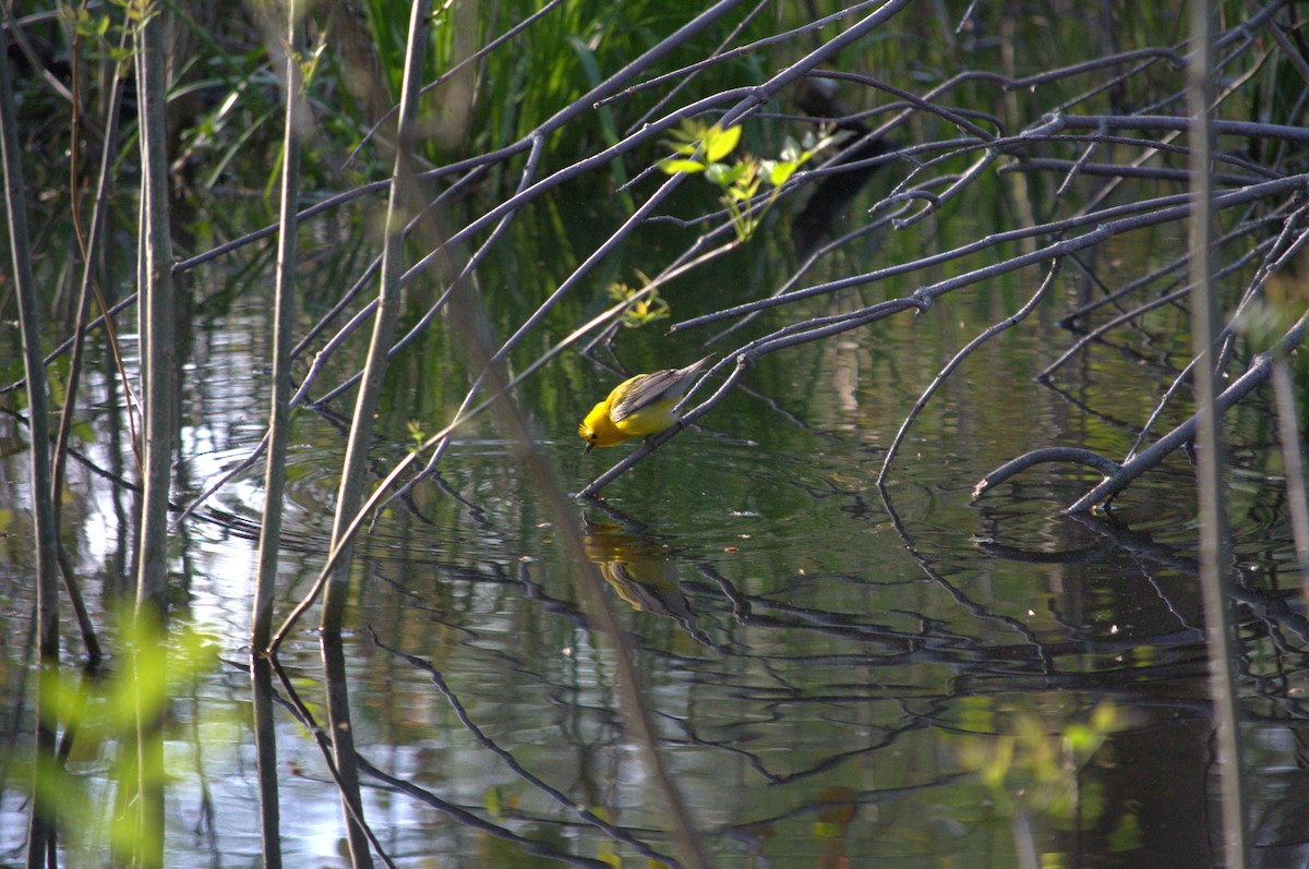 Prothonotary Warbler - ML618620722