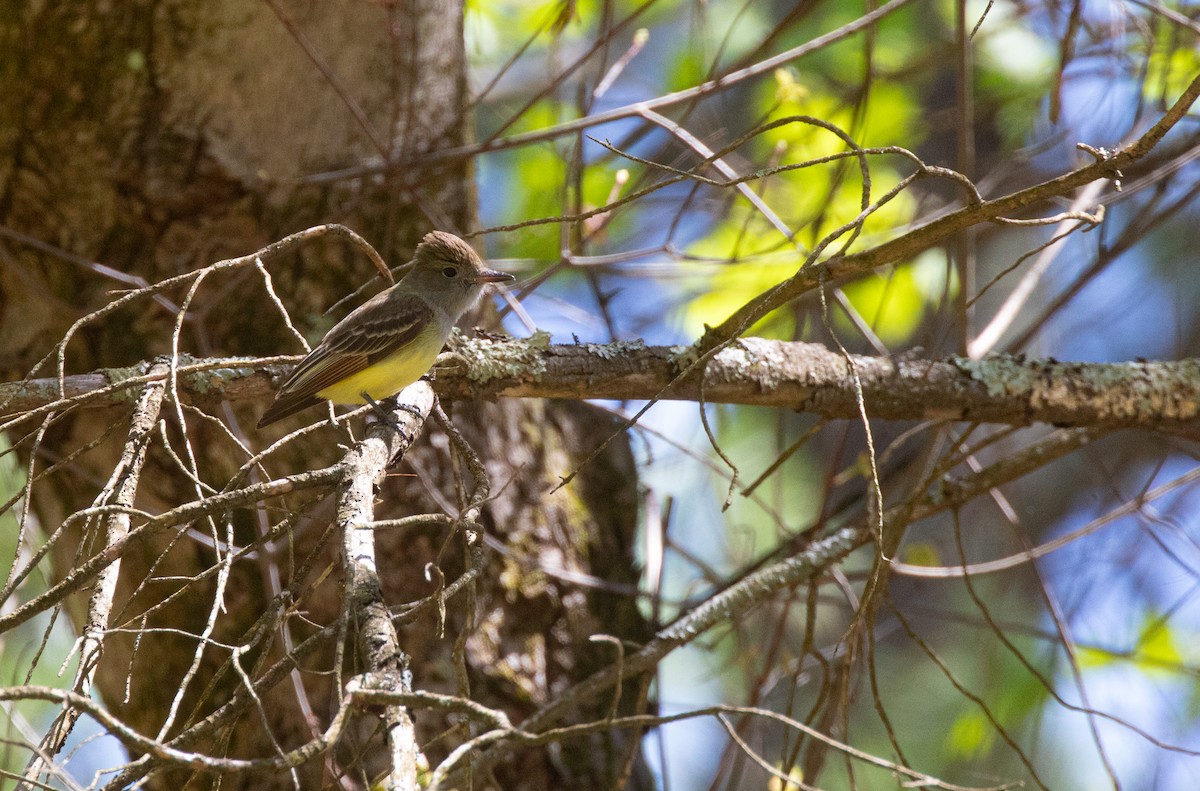Great Crested Flycatcher - ML618620735
