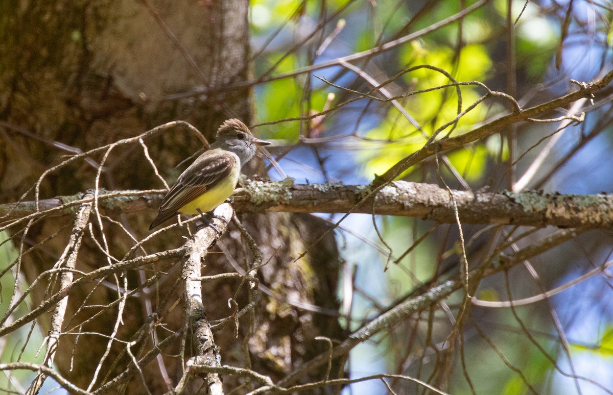 Great Crested Flycatcher - ML618620736