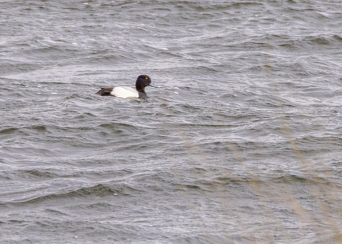 Greater Scaup - ML618620737