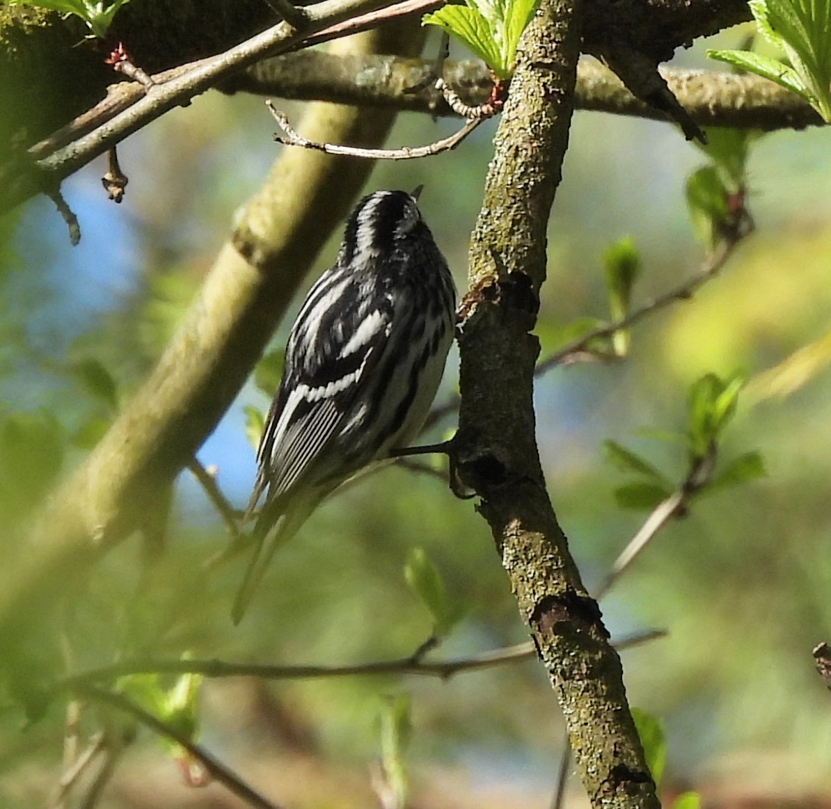 Black-and-white Warbler - ML618620748