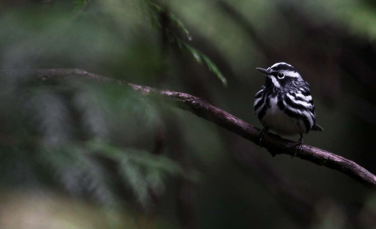 Black-and-white Warbler - ML618620770