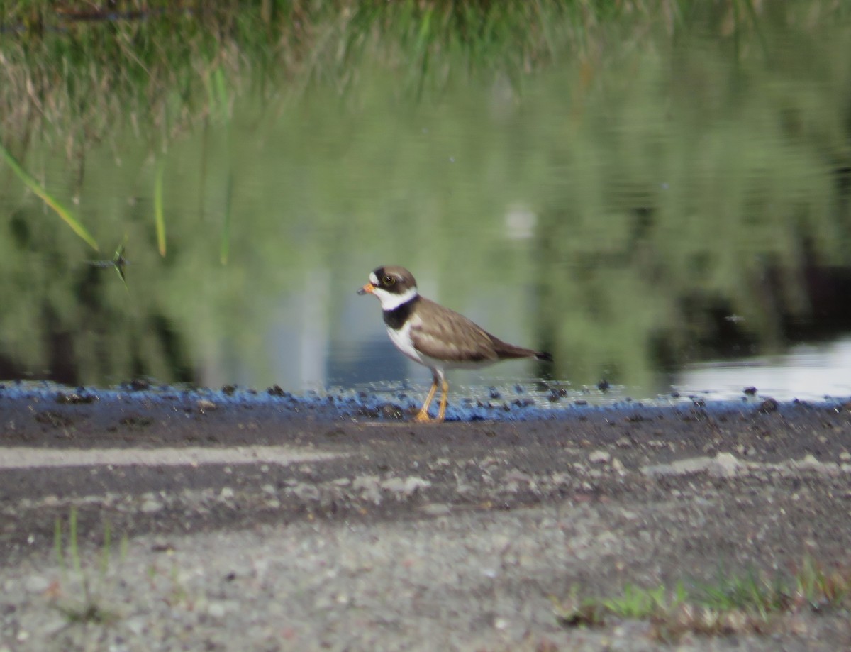 Semipalmated Plover - ML618620800