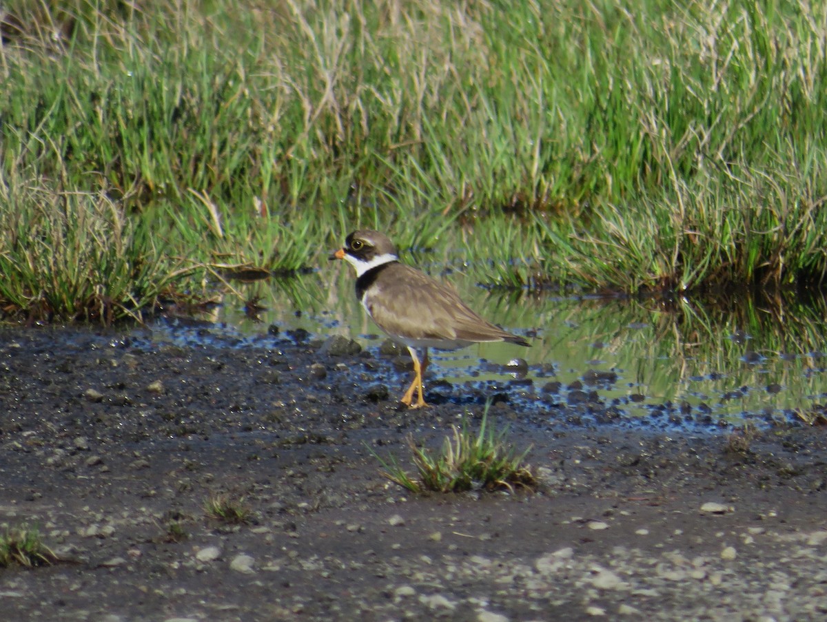 Semipalmated Plover - ML618620810