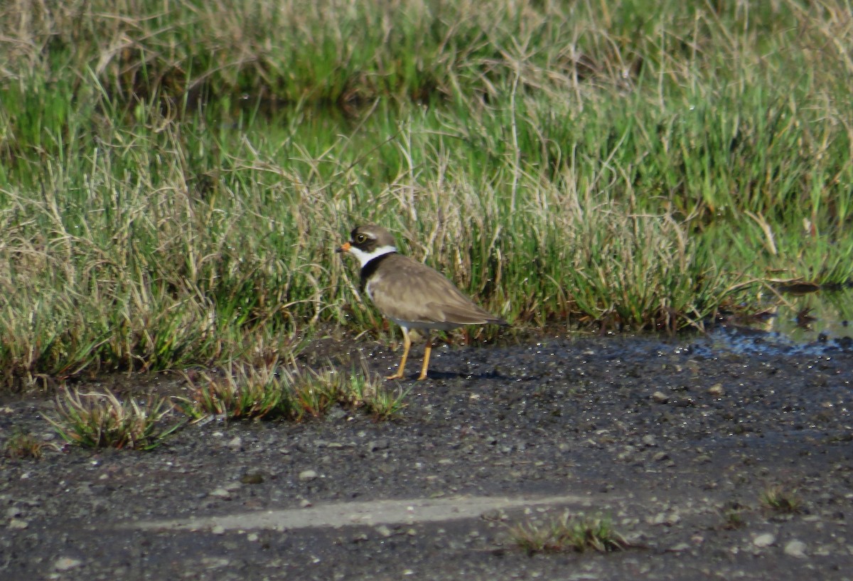 Semipalmated Plover - ML618620812