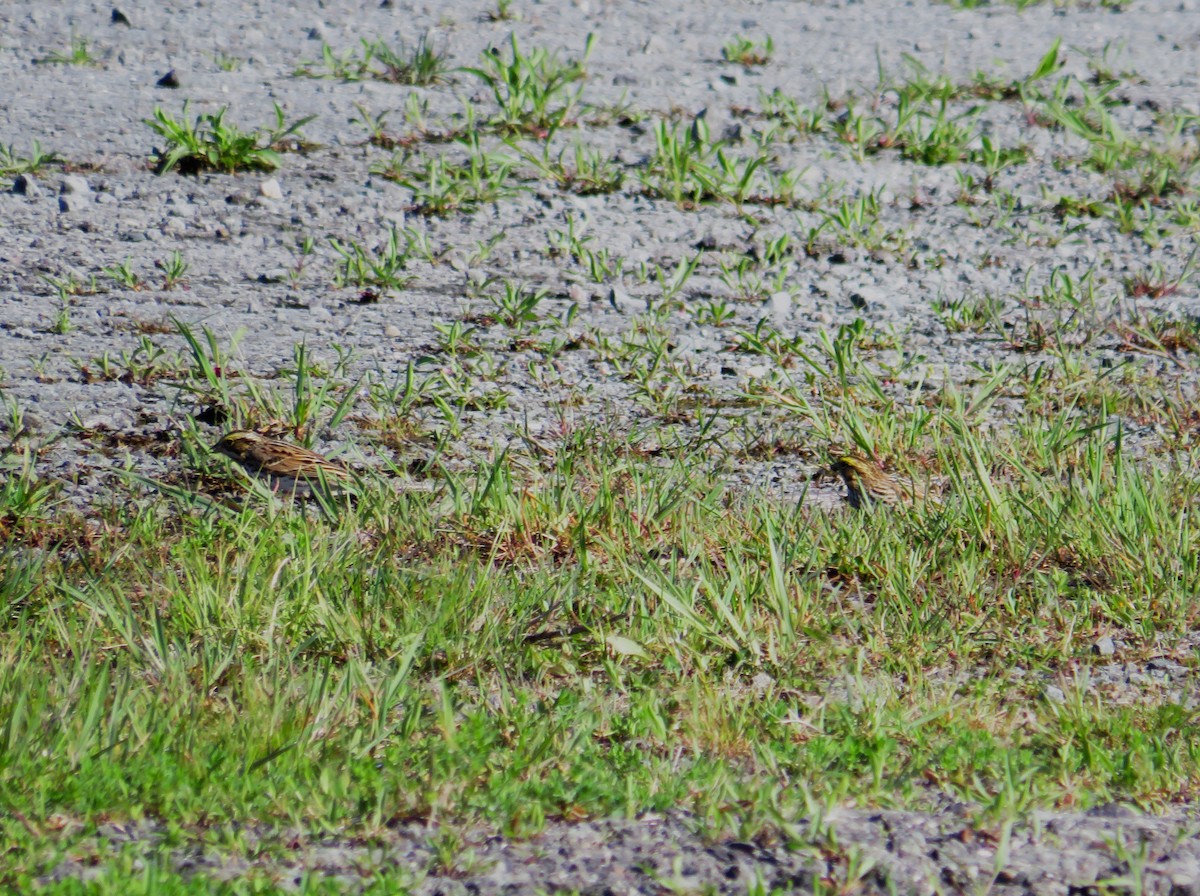 Savannah Sparrow - ML618620854