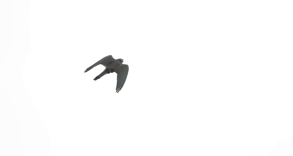 Eurasian Kestrel (Eurasian) - ML618620873