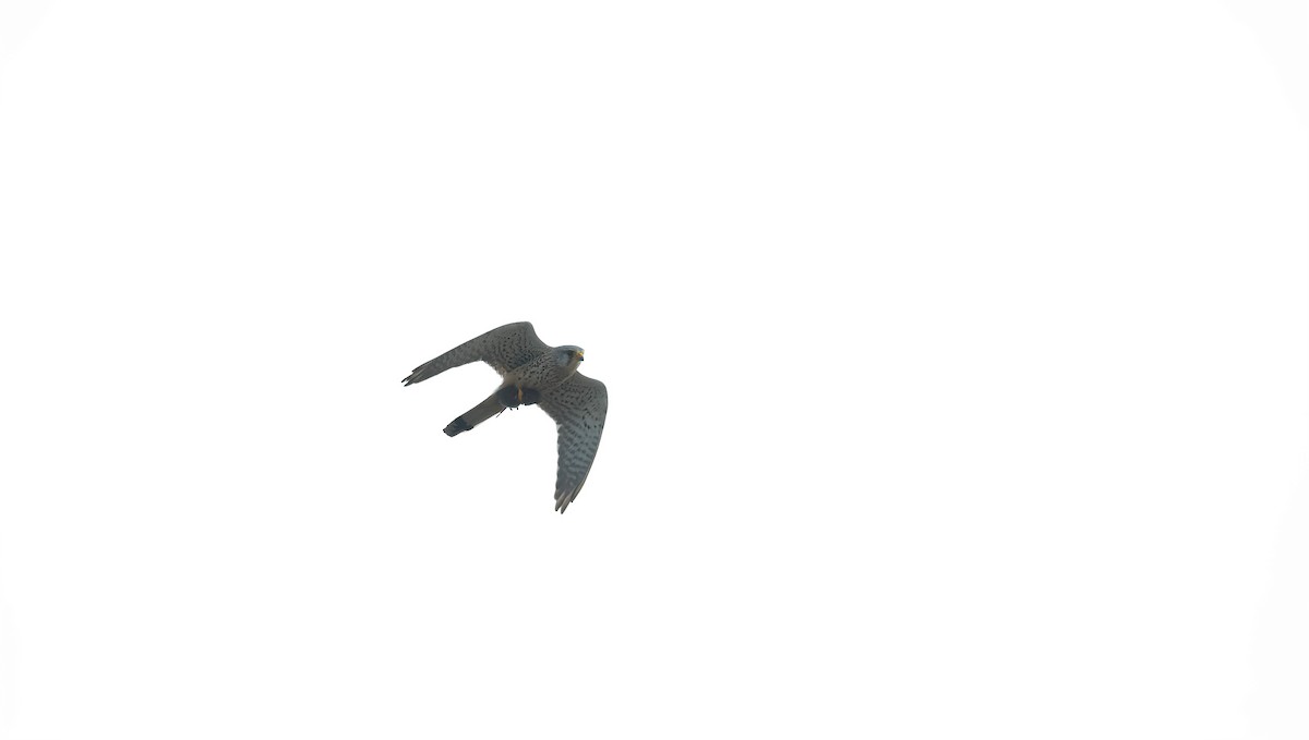 Eurasian Kestrel (Eurasian) - ML618620874
