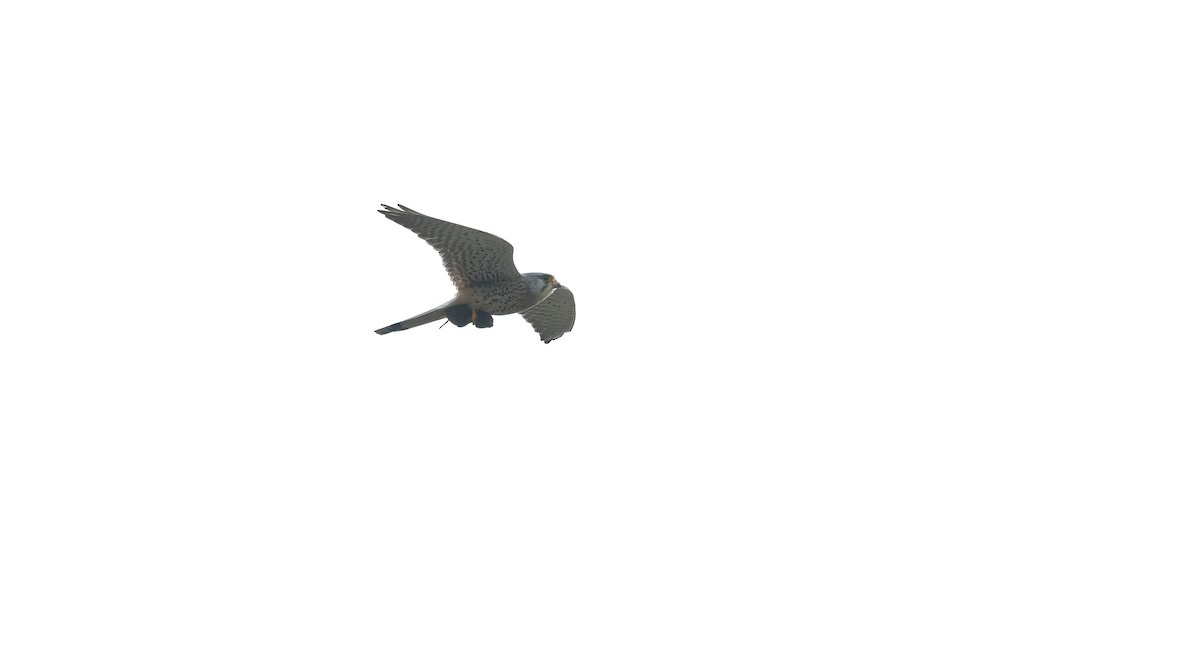 Eurasian Kestrel (Eurasian) - ML618620881
