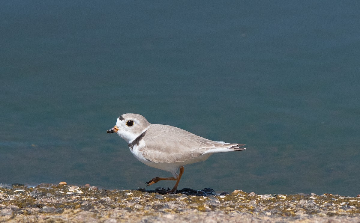 Piping Plover - ML618620906