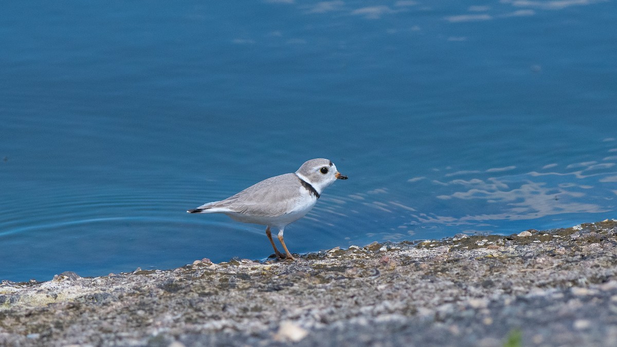 Piping Plover - ML618620907