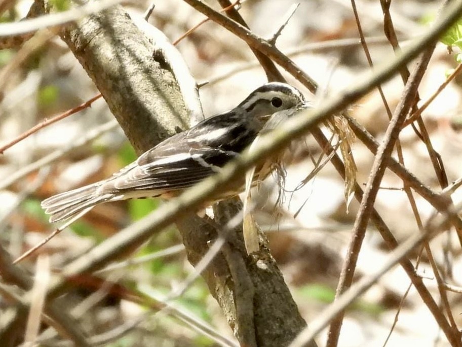 Black-and-white Warbler - ML618620912