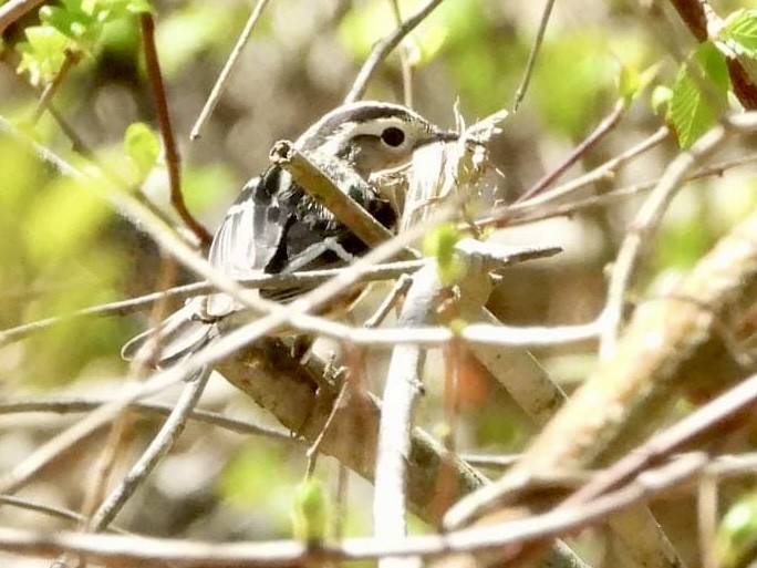 Black-and-white Warbler - ML618620913
