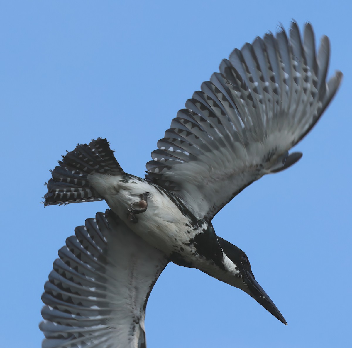 Amazon Kingfisher - Sally Veach