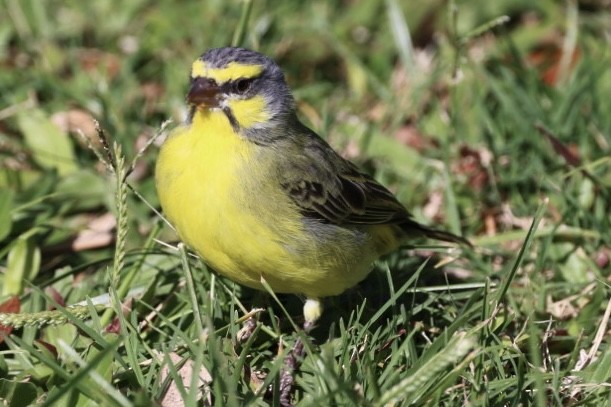 Yellow-fronted Canary - ML618620925
