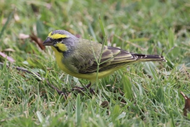 Yellow-fronted Canary - ML618620926