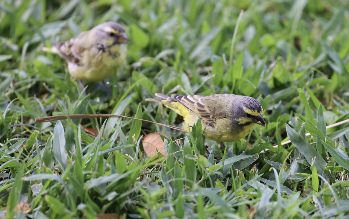 Yellow-fronted Canary - ML618620927