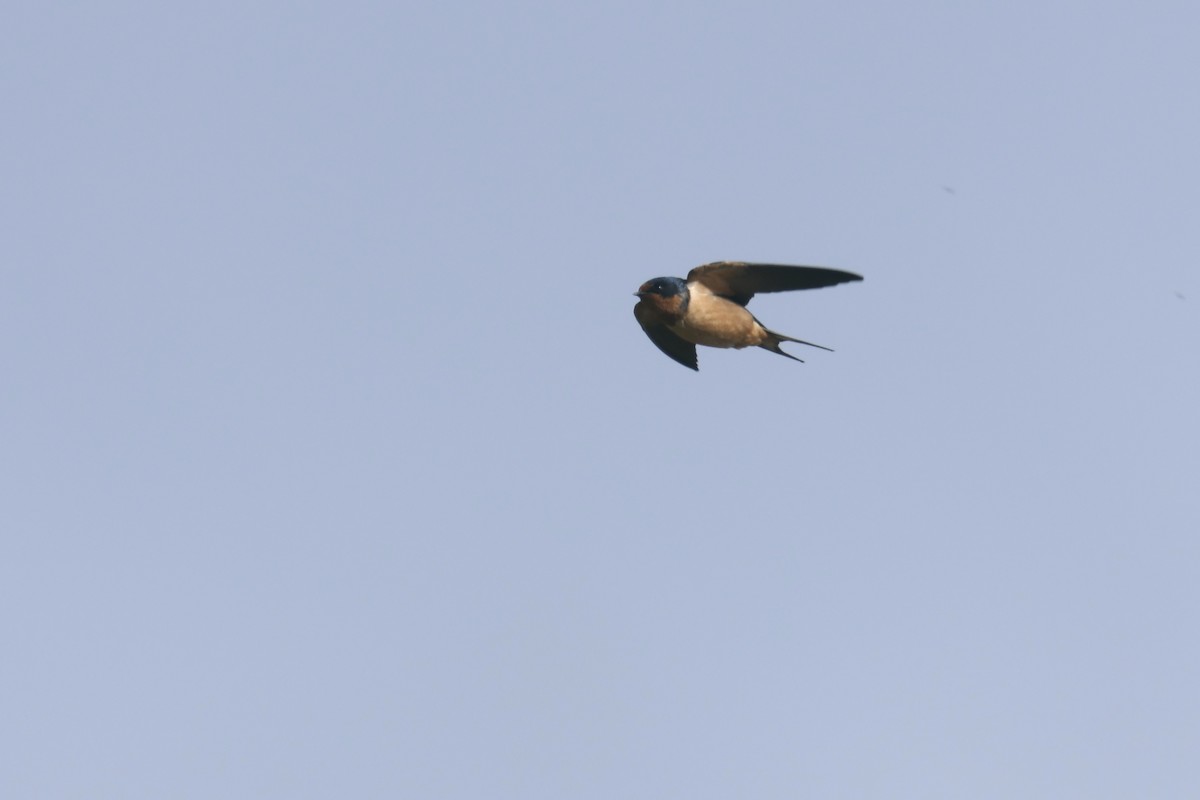 Barn Swallow - ML618620931