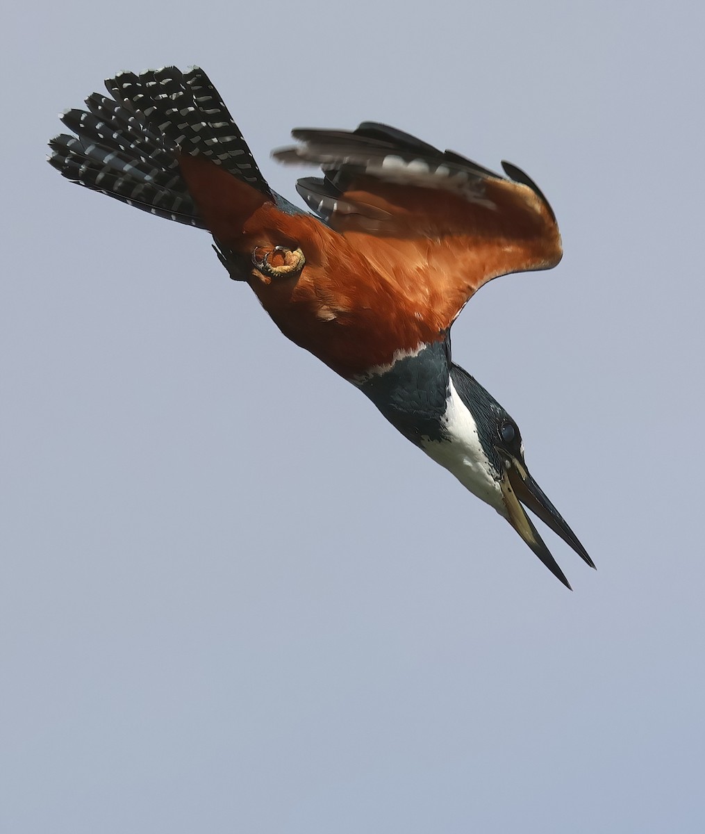 Красногрудый зимородок - ML618620935