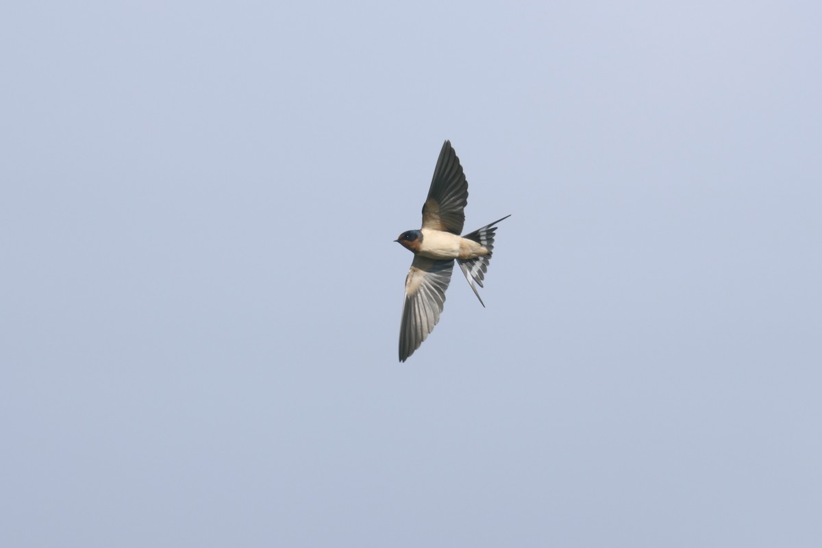 Barn Swallow - ML618620938