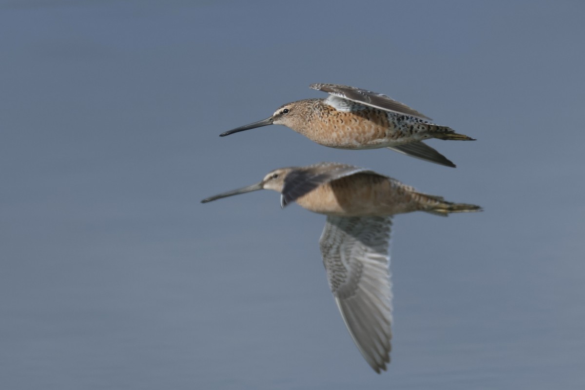 Long-billed Dowitcher - ML618620964