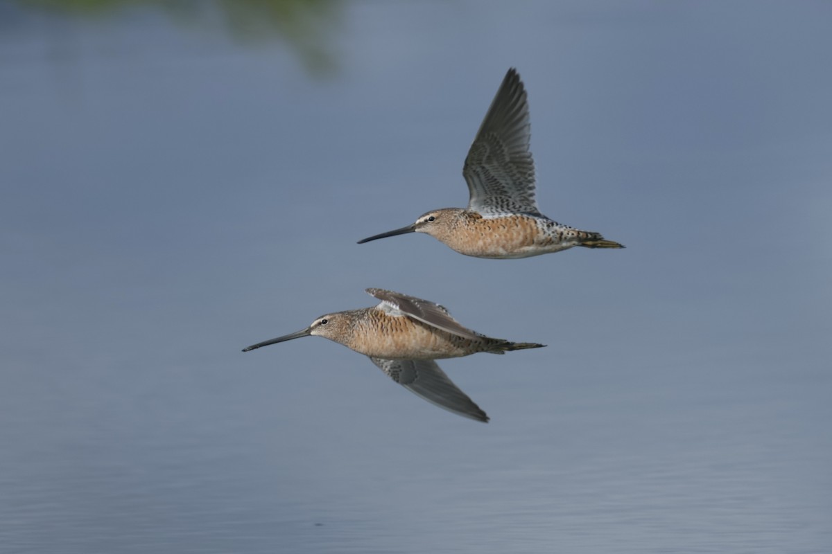 Long-billed Dowitcher - ML618620975