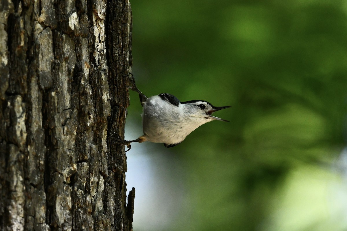 White-breasted Nuthatch (Eastern) - ML618620991
