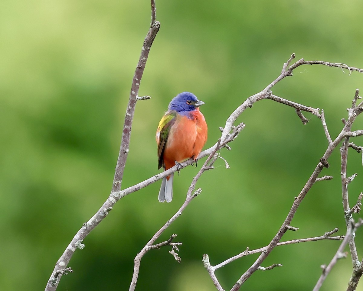 Painted Bunting - ML618621007