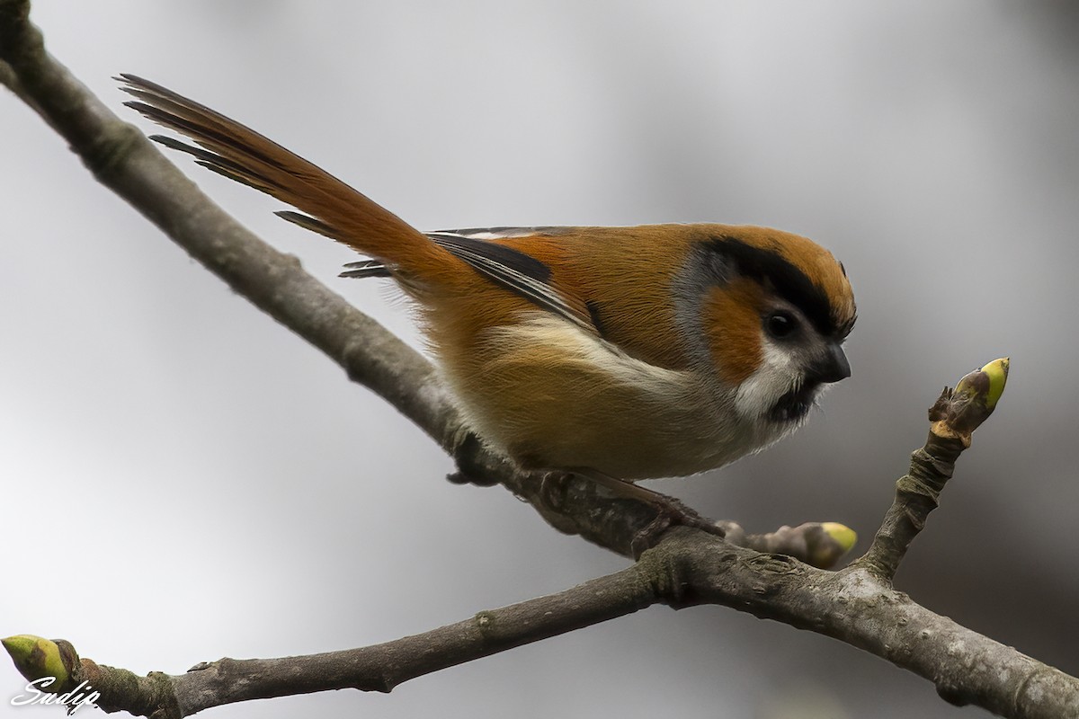 Black-throated Parrotbill - Sudip Ghosh