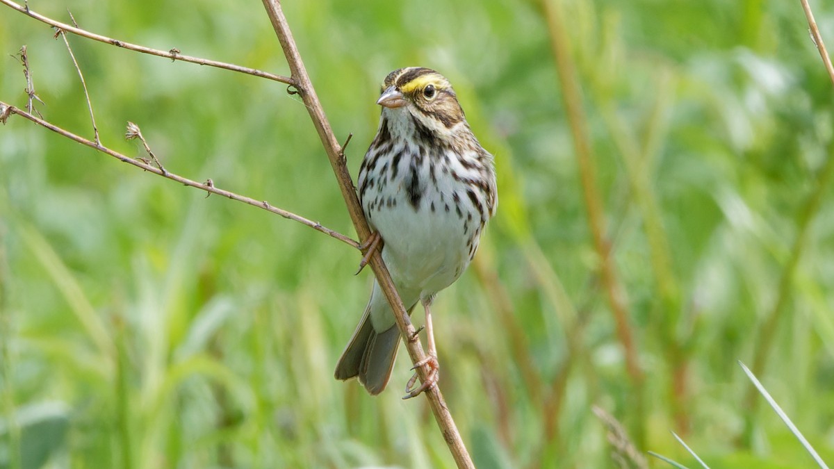 Savannah Sparrow - ML618621070