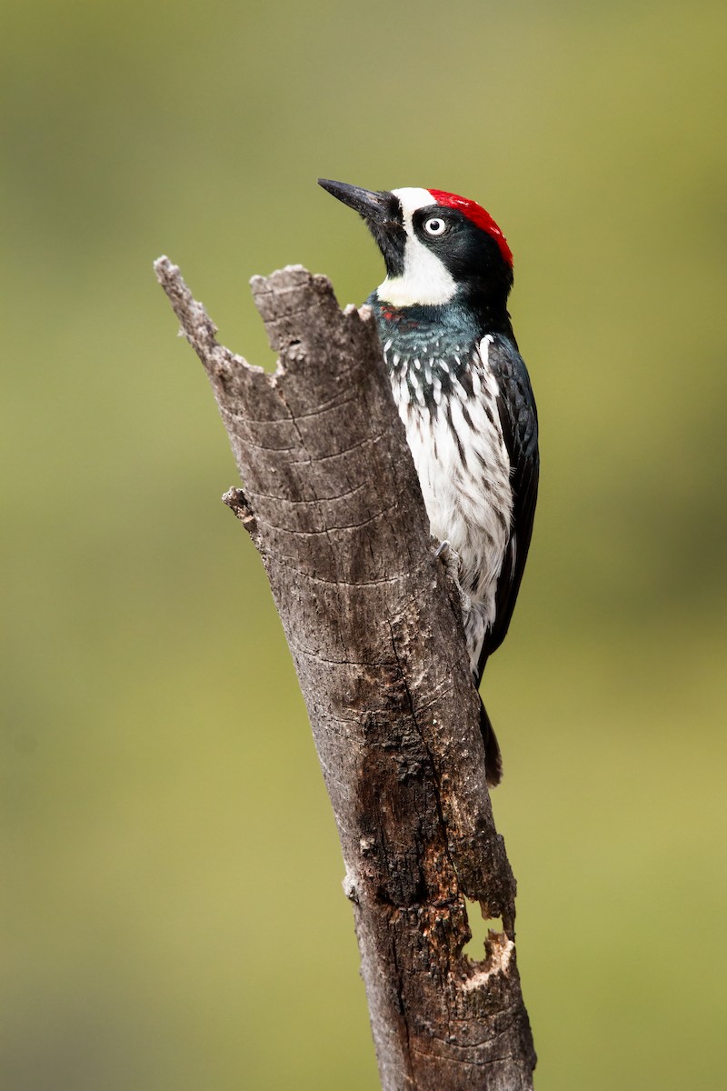 Acorn Woodpecker - ML618621088