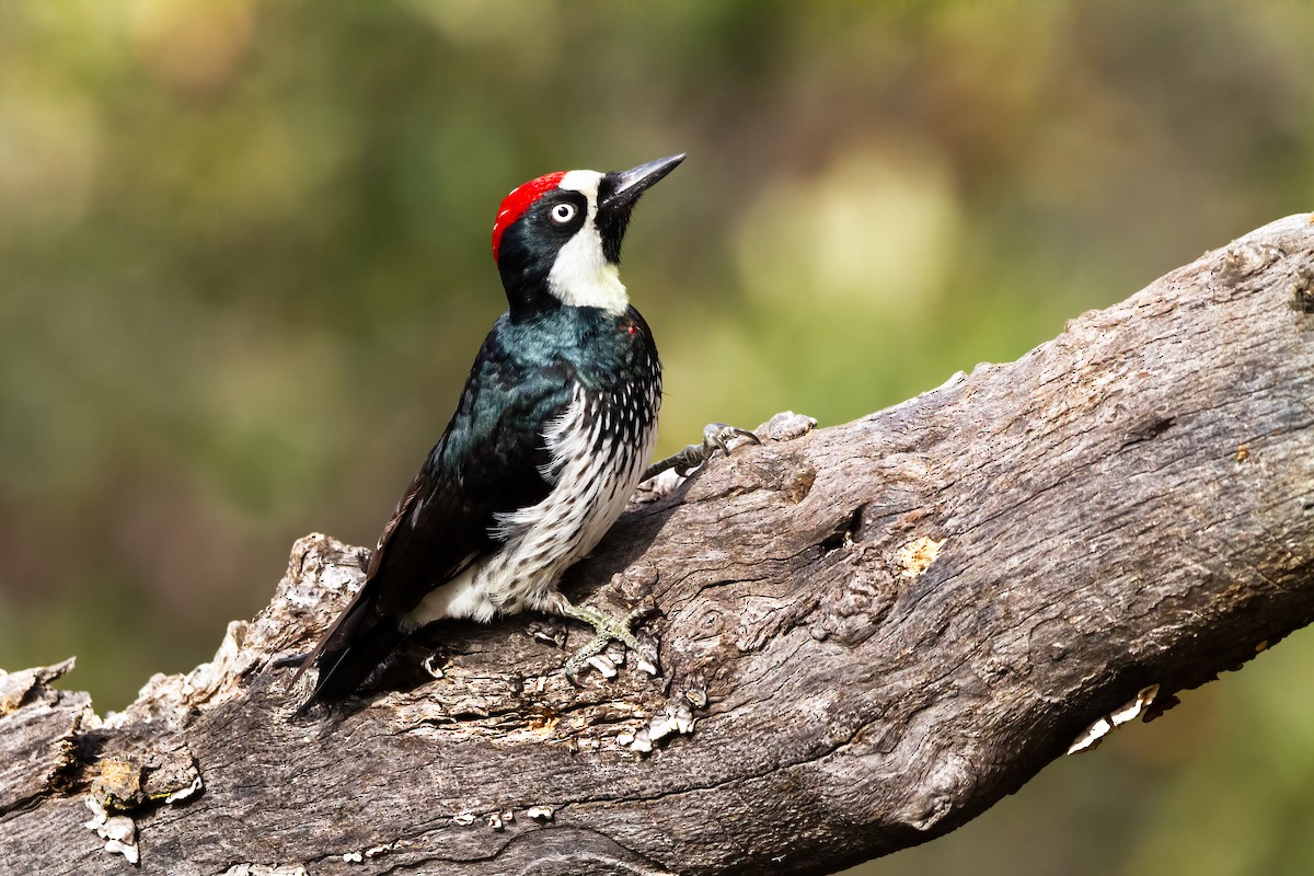 Acorn Woodpecker - Justin Martens