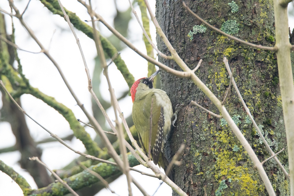 Eurasian Green Woodpecker - ML618621131