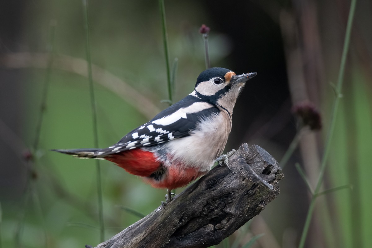 Great Spotted Woodpecker - ML618621144
