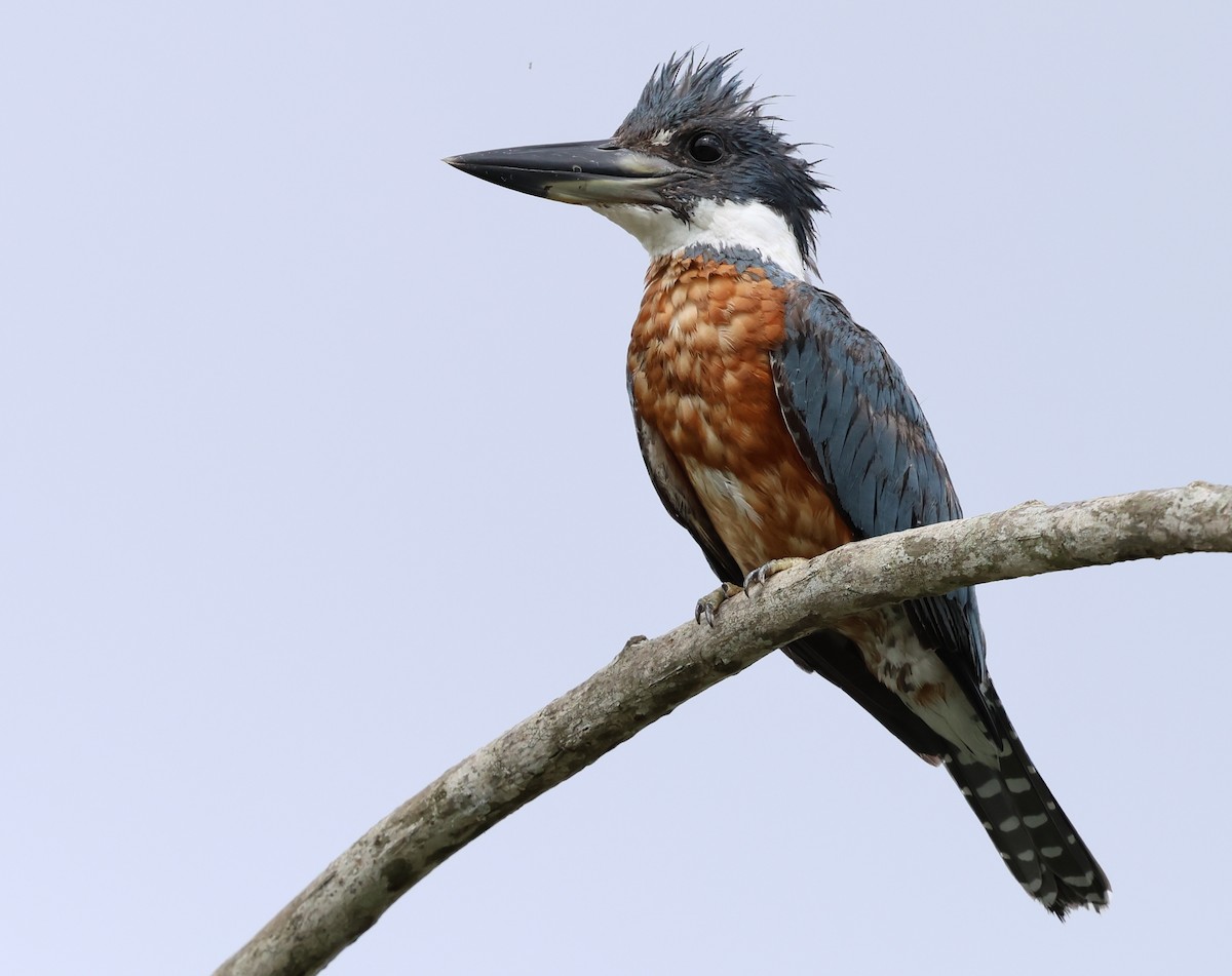 Ringed Kingfisher - Sally Veach