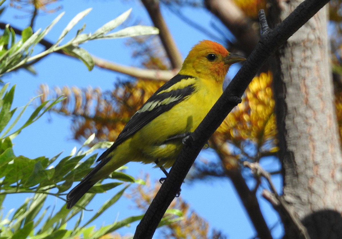 Western Tanager - ML618621157