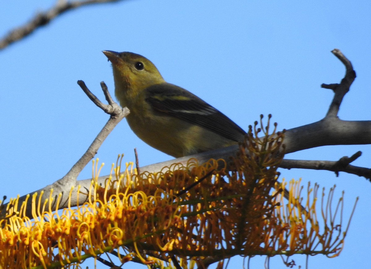 Western Tanager - ML618621159