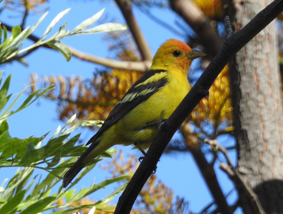 Western Tanager - ML618621160