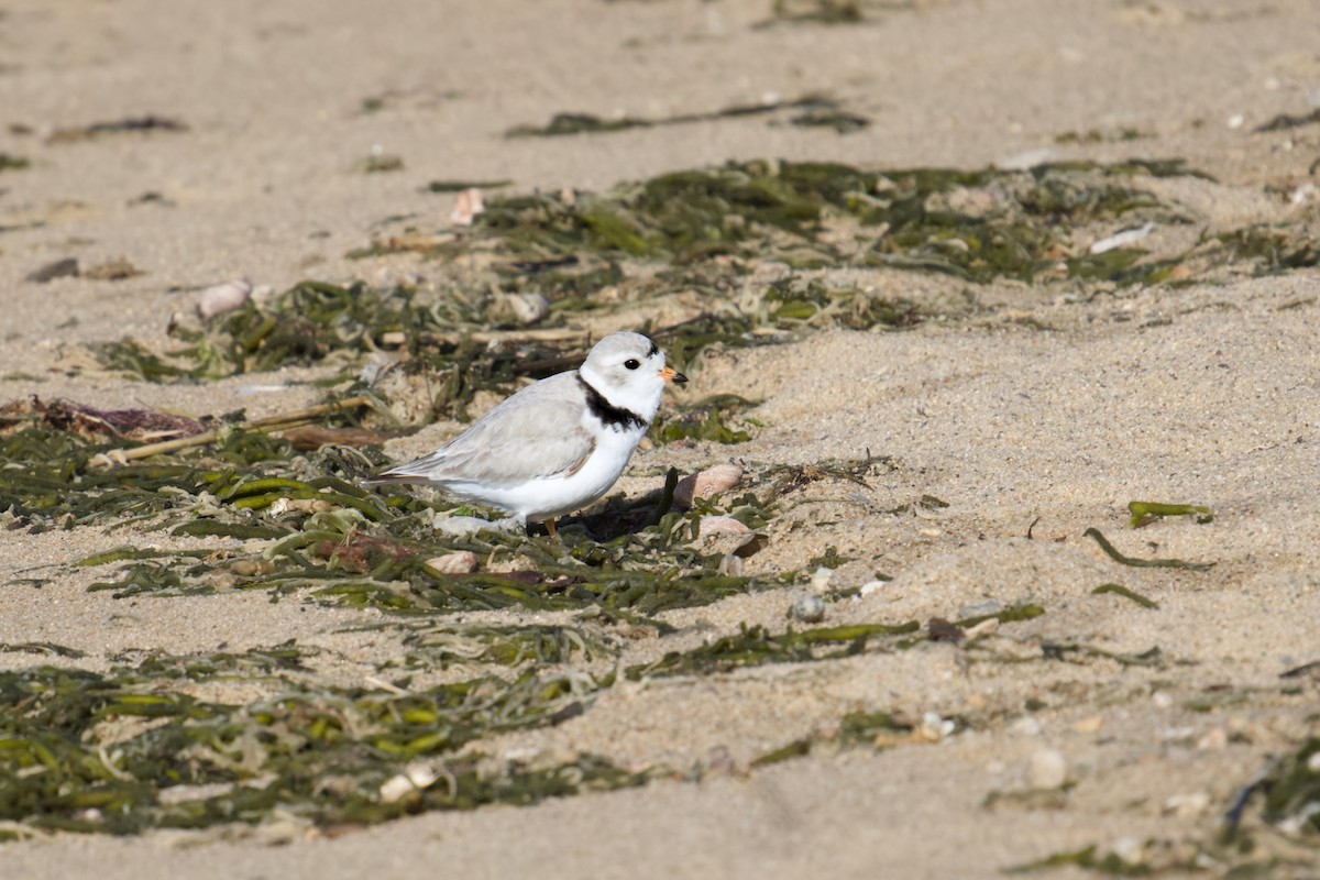 Piping Plover - ML618621175