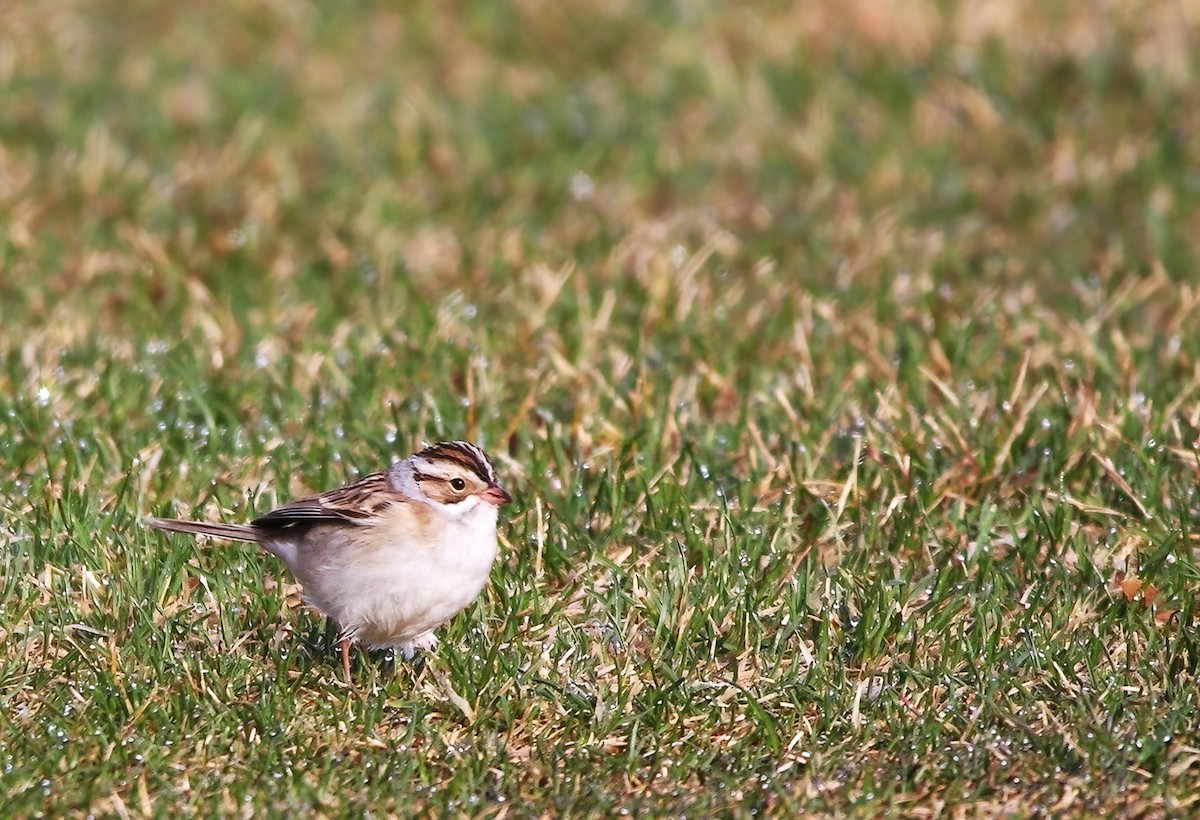 Clay-colored Sparrow - ML618621202