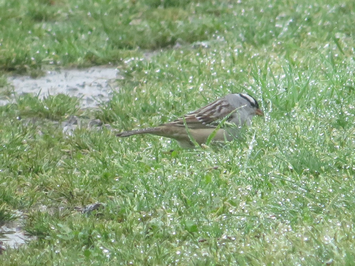 White-crowned Sparrow - ML618621203