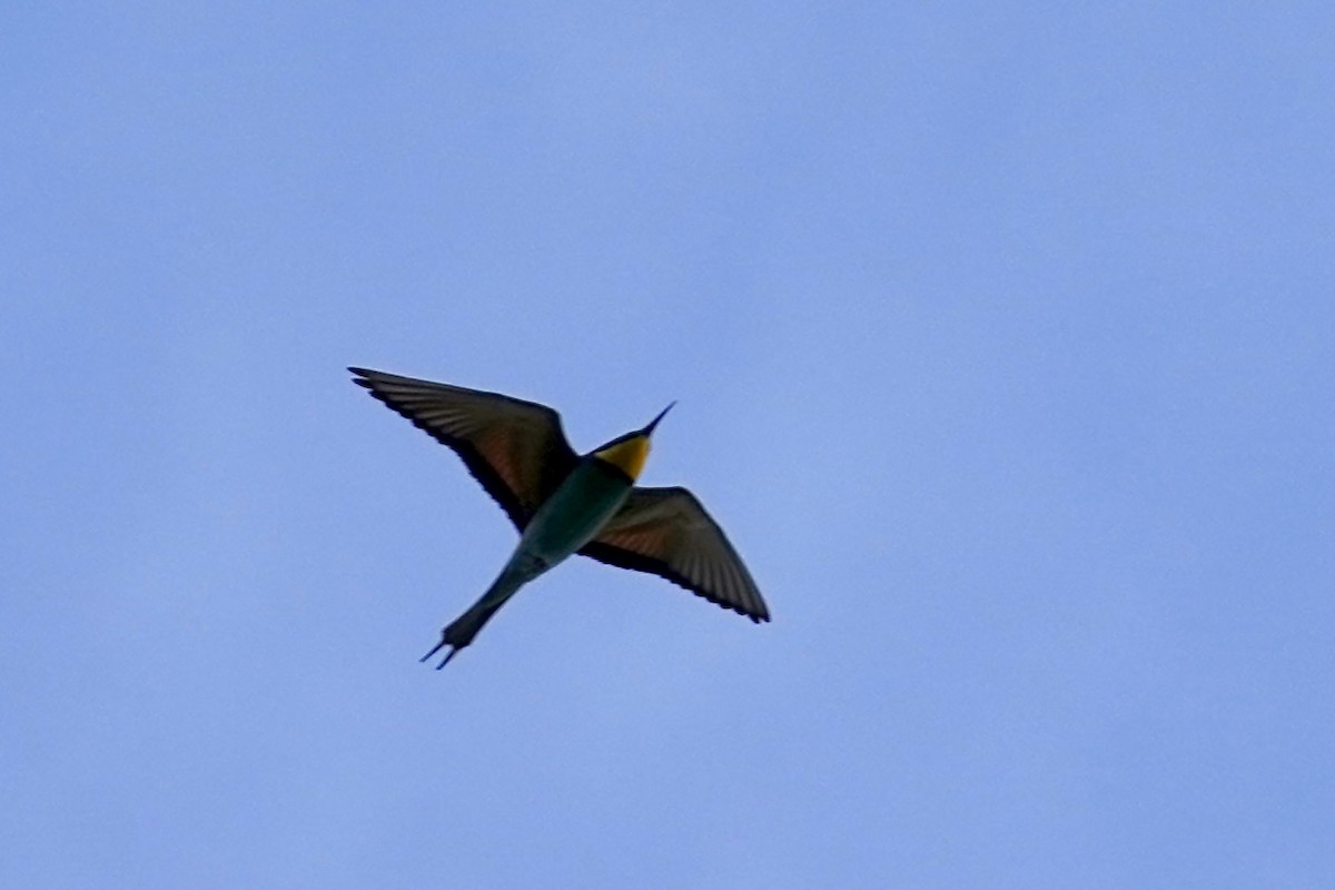European Bee-eater - ML618621211