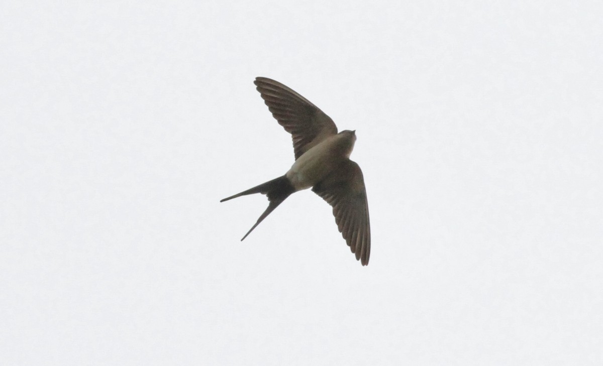 Red-rumped Swallow - ML618621229