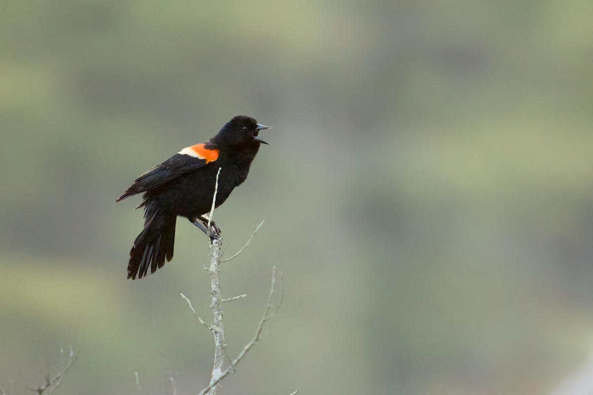 Red-winged Blackbird - ML618621231