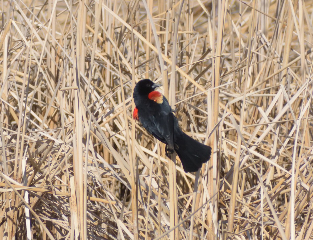 Red-winged Blackbird - Robert Tonge